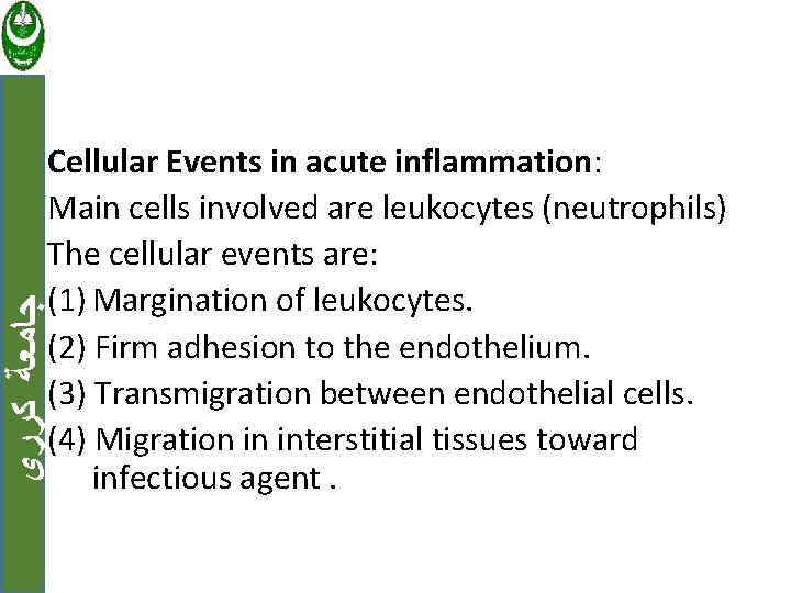  ﺟﺎﻣﻌﺔ ﻛﺮﺭﻱ Cellular Events in acute inflammation: Main cells involved are leukocytes (neutrophils)