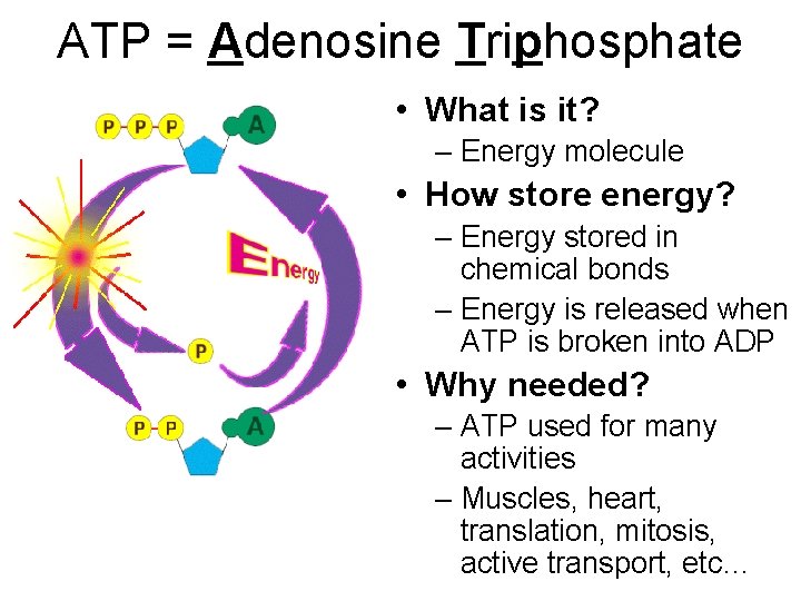 ATP Adenosine Triphosphate What is it Energy molecule