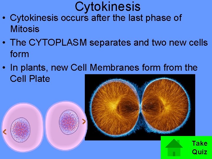 Cytokinesis • Cytokinesis occurs after the last phase of Mitosis • The CYTOPLASM separates