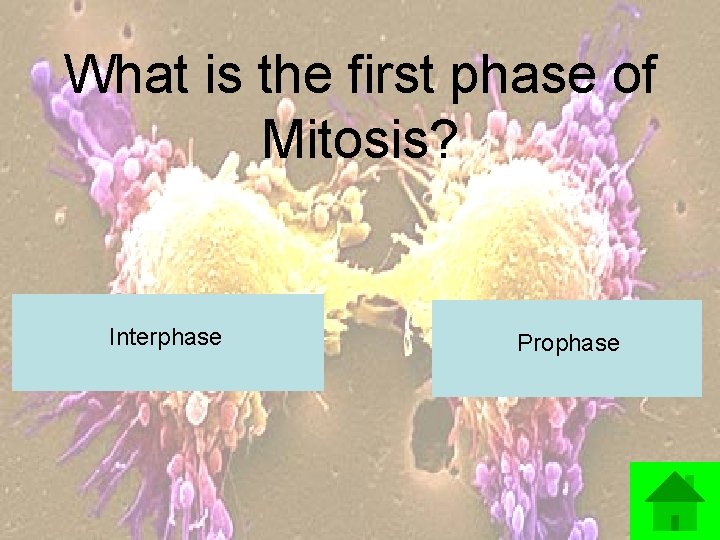 What is the first phase of Mitosis? Interphase Prophase 