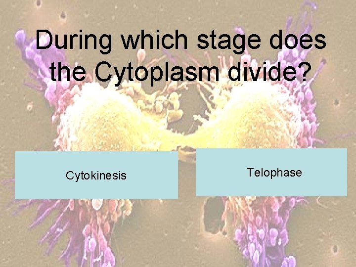 During which stage does the Cytoplasm divide? Cytokinesis Telophase 