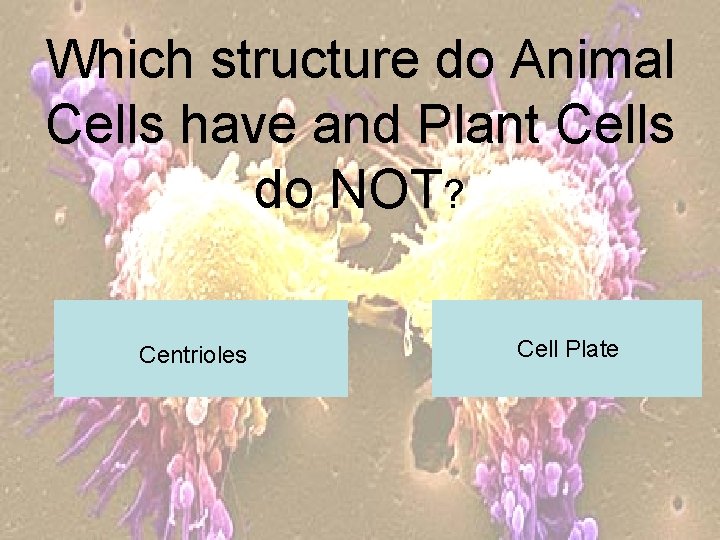 Which structure do Animal Cells have and Plant Cells do NOT? Centrioles Cell Plate