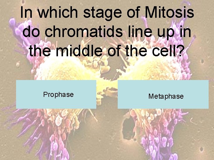 In which stage of Mitosis do chromatids line up in the middle of the