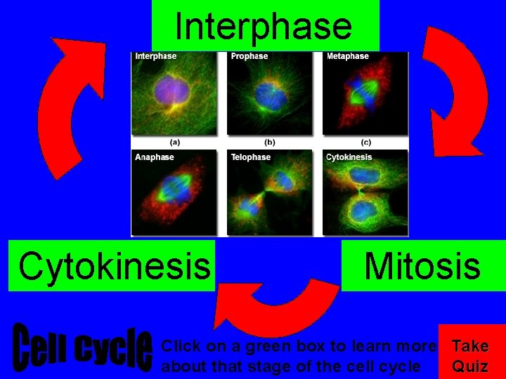 Interphase Cytokinesis Mitosis Click on a green box to learn more Take about that