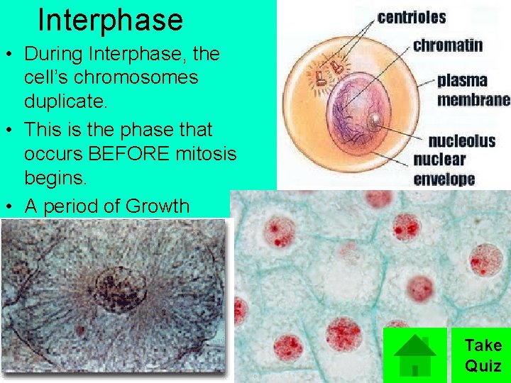 Interphase • During Interphase, the cell’s chromosomes duplicate. • This is the phase that