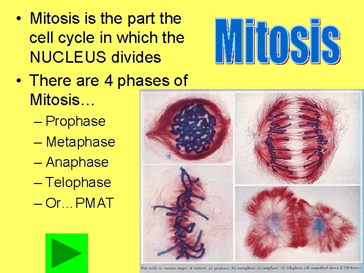  • Mitosis is the part the cell cycle in which the NUCLEUS divides