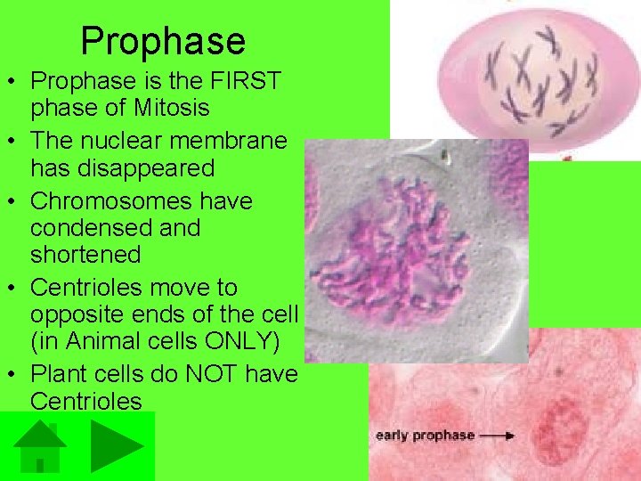 Prophase • Prophase is the FIRST phase of Mitosis • The nuclear membrane has