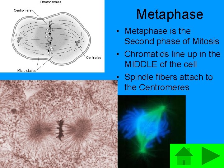 Metaphase • Metaphase is the Second phase of Mitosis • Chromatids line up in