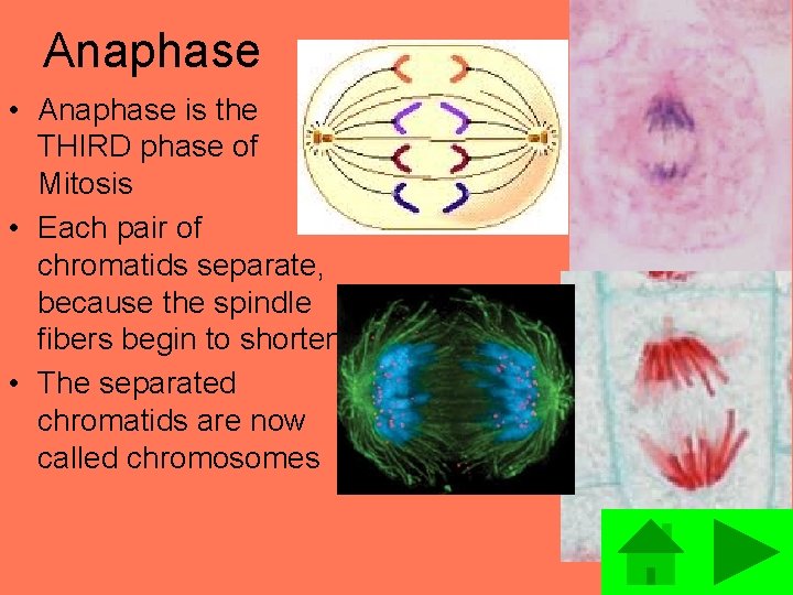 Anaphase • Anaphase is the THIRD phase of Mitosis • Each pair of chromatids