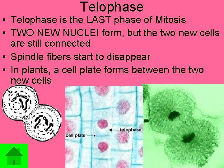 Telophase • Telophase is the LAST phase of Mitosis • TWO NEW NUCLEI form,