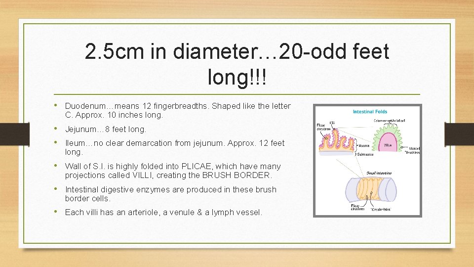 2. 5 cm in diameter… 20 -odd feet long!!! • Duodenum…means 12 fingerbreadths. Shaped 2. 5 cm in diameter… 20 -odd feet long!!! • Duodenum…means 12 fingerbreadths. Shaped