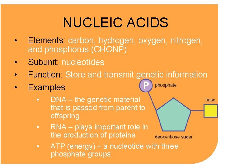 NUCLEIC ACIDS • Elements: carbon, hydrogen, oxygen, nitrogen, and phosphorus (CHONP) • • •