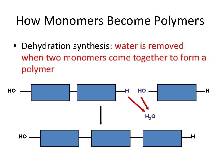 How Monomers Become Polymers • Dehydration synthesis: water is removed when two monomers come