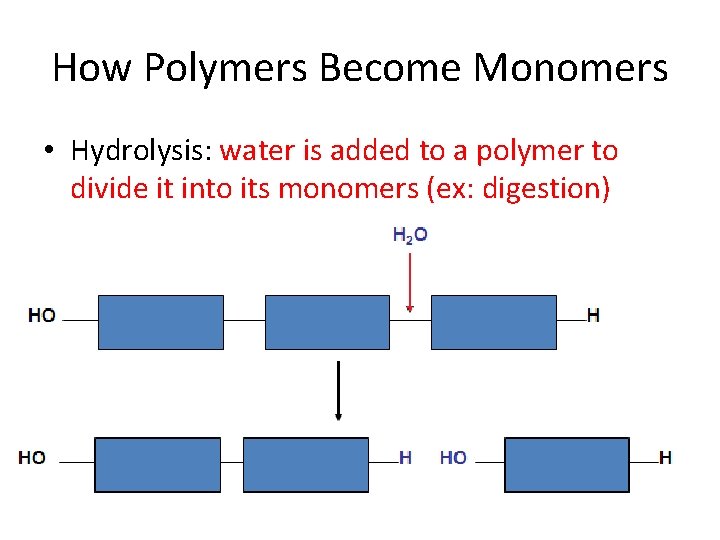 How Polymers Become Monomers • Hydrolysis: water is added to a polymer to divide