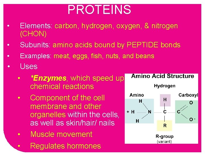 PROTEINS • • Elements: carbon, hydrogen, oxygen, & nitrogen (CHON) Subunits: amino acids bound