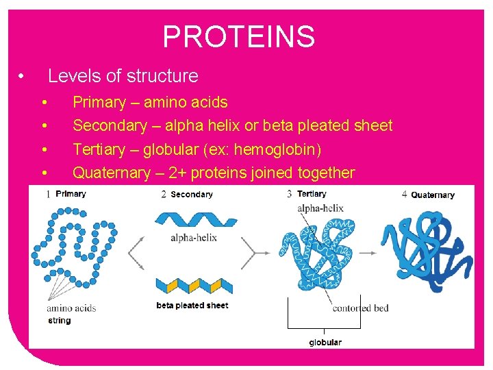 PROTEINS • Levels of structure • • Primary – amino acids Secondary – alpha