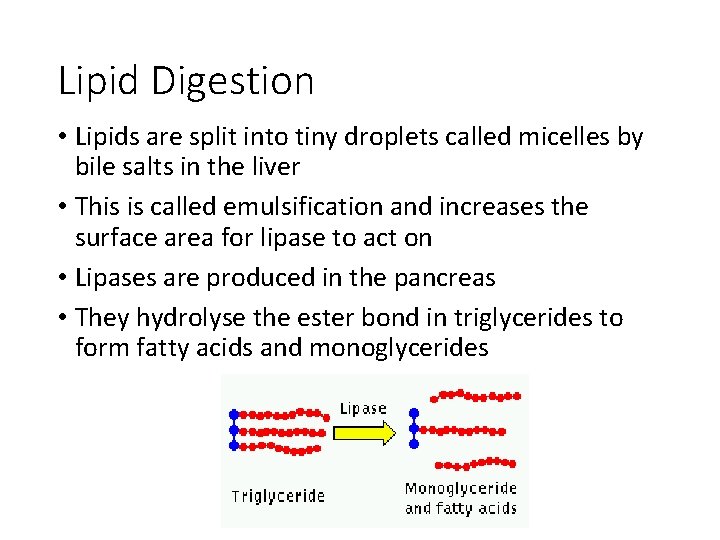 Lipid Digestion • Lipids are split into tiny droplets called micelles by bile salts