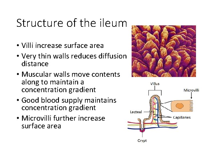 Structure of the ileum • Villi increase surface area • Very thin walls reduces