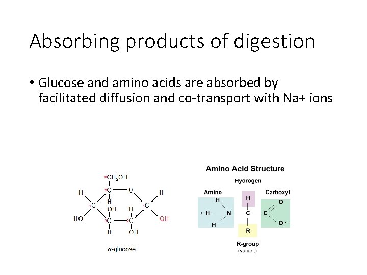 Absorbing products of digestion • Glucose and amino acids are absorbed by facilitated diffusion