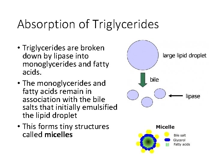 Absorption of Triglycerides • Triglycerides are broken down by lipase into monoglycerides and fatty