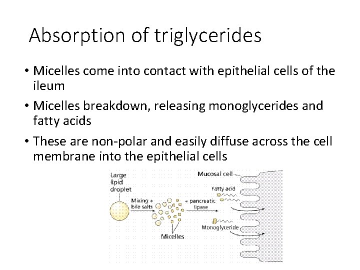Absorption of triglycerides • Micelles come into contact with epithelial cells of the ileum