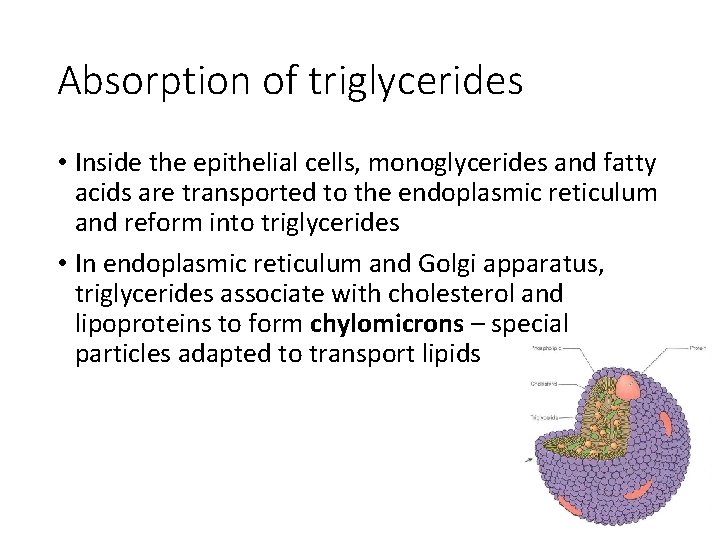 Absorption of triglycerides • Inside the epithelial cells, monoglycerides and fatty acids are transported