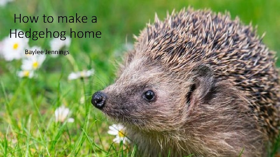 How to make a Hedgehog home Baylee Jennings 