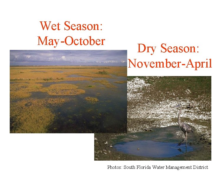 Wet Season: May-October Dry Season: November-April Photos: South Florida Water Management District 