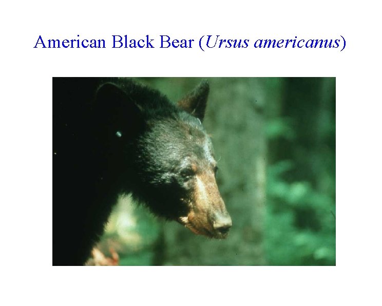 American Black Bear (Ursus americanus) 