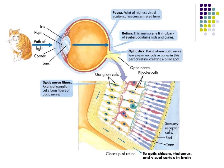 Chapter 3 Sensation and Perception The Major Senses