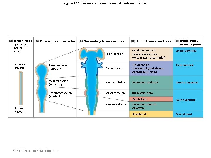 Figure 12. 1 Embryonic development of the human brain. Neural tube (contains neural canal)