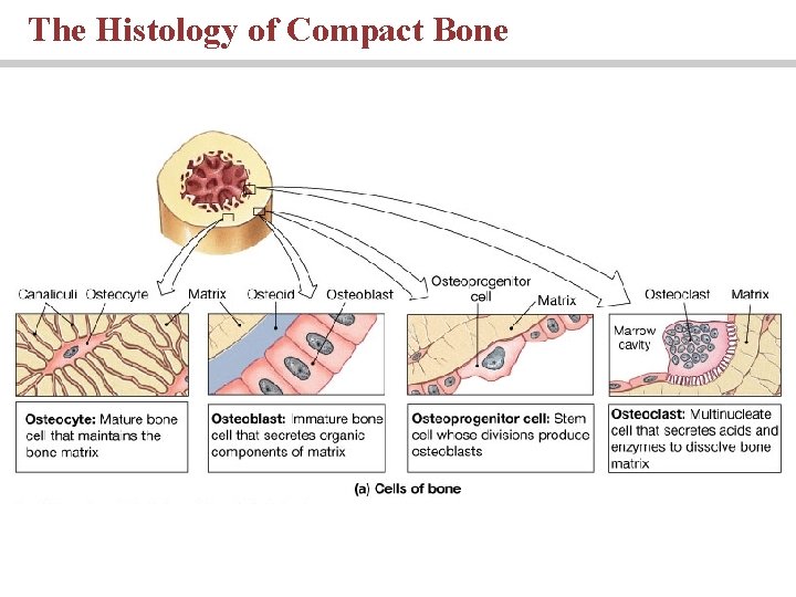 The Histology of Compact Bone 