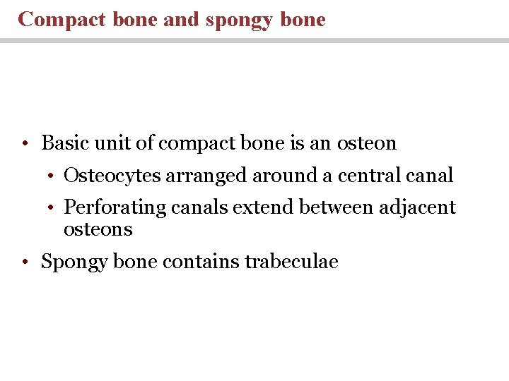 Compact bone and spongy bone • Basic unit of compact bone is an osteon