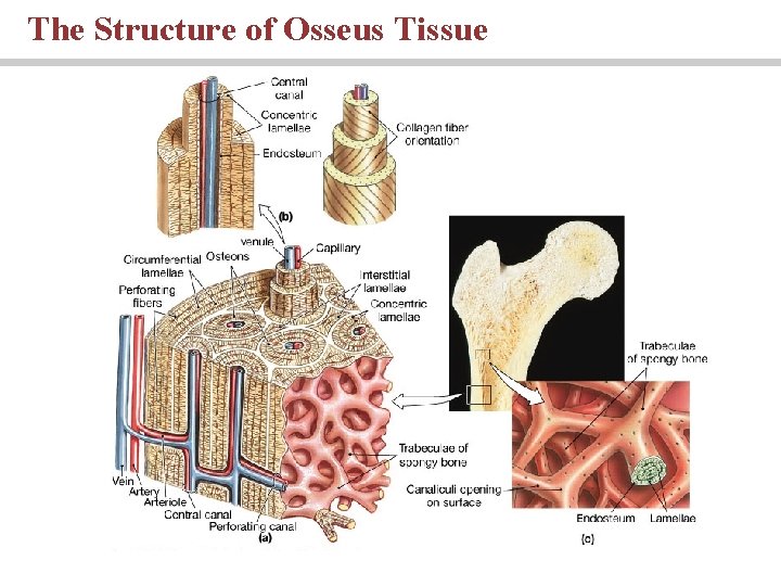 The Structure of Osseus Tissue 