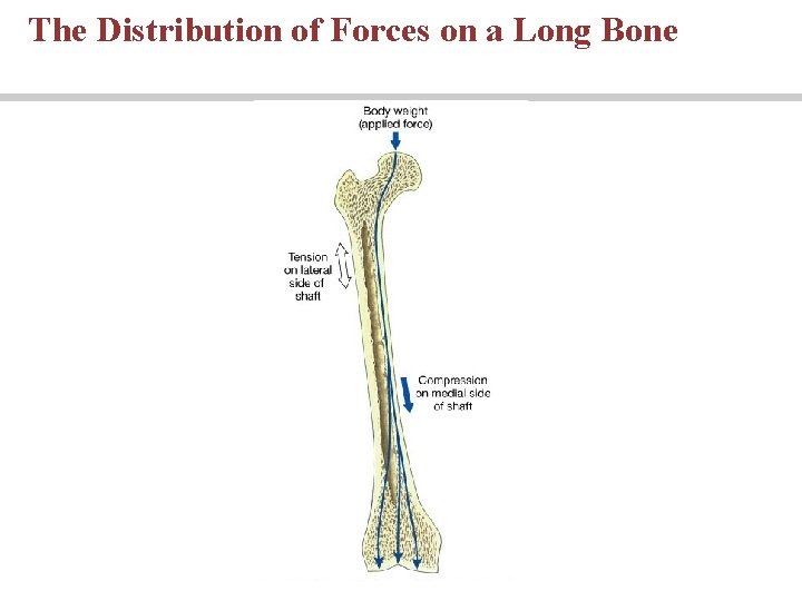 The Distribution of Forces on a Long Bone 