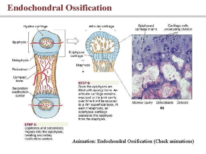 Endochondral Ossification Animation: Endochondral Ossification (Check animations) 