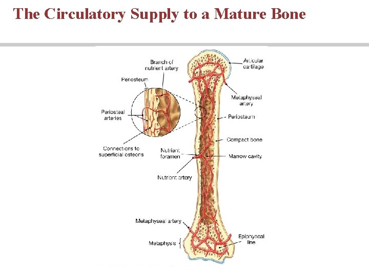 The Circulatory Supply to a Mature Bone 