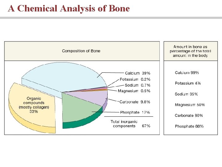 A Chemical Analysis of Bone 