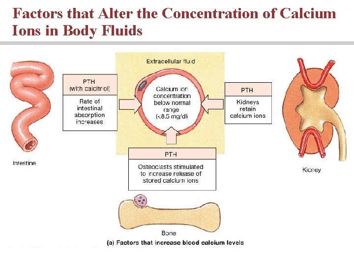 Factors that Alter the Concentration of Calcium Ions in Body Fluids 