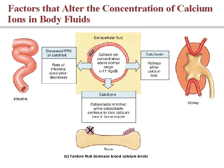 Factors that Alter the Concentration of Calcium Ions in Body Fluids 