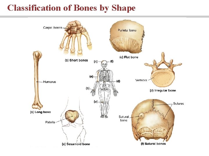 Classification of Bones by Shape 