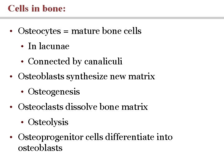 Cells in bone: • Osteocytes = mature bone cells • In lacunae • Connected
