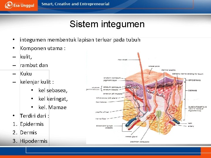 Sistem integumen • • – – • 1. 2. 3. integumen membentuk lapisan terluar