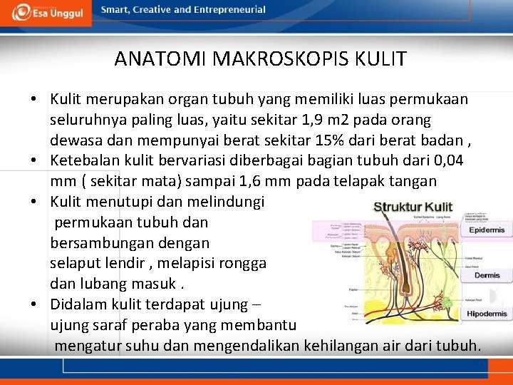 ANATOMI MAKROSKOPIS KULIT • Kulit merupakan organ tubuh yang memiliki luas permukaan seluruhnya paling