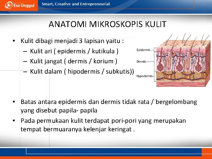 ANATOMI MIKROSKOPIS KULIT • Kulit dibagi menjadi 3 lapisan yaitu : – Kulit ari