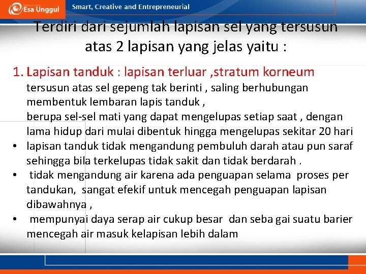 Terdiri dari sejumlah lapisan sel yang tersusun atas 2 lapisan yang jelas yaitu :