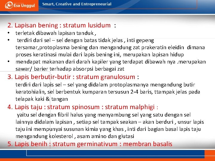 2. Lapisan bening : stratum lusidum : • terletak dibawah lapisan tanduk , •