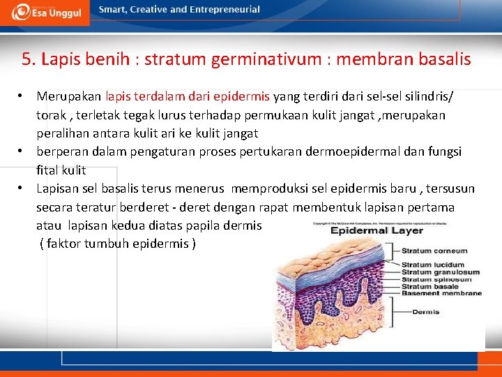 5. Lapis benih : stratum germinativum : membran basalis • Merupakan lapis terdalam dari