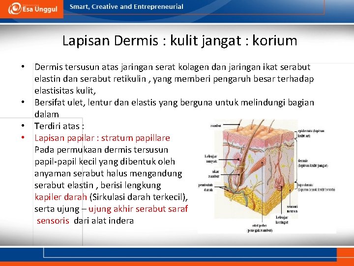 Lapisan Dermis : kulit jangat : korium • Dermis tersusun atas jaringan serat kolagen