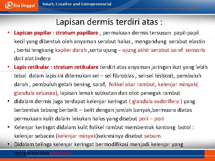 Lapisan dermis terdiri atas : • Lapisan papilar : stratum papillare , permukaan dermis